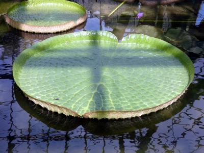 １１．カートで走る伊豆高原１泊　熱川バナナワニ園 本園・植物園その3