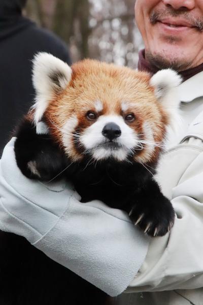 秋色の残る冬の長野の茶臼山動物園（２）レッサーパンダ特集：ロンくんのお散歩見納め！？～飼育員さんとじゃれるロンくんももれなく＆屋内のヒビキくんヒカルくんも冬の方が元気＆アジサイちゃんを追尾するタイチくん、がんばれ！