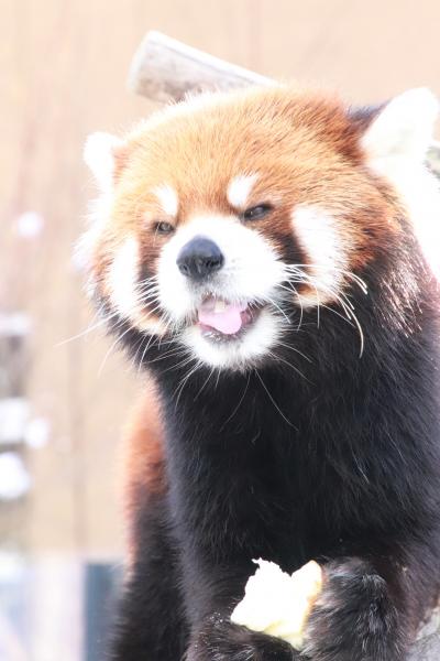 北海道レッサーパンダ遠征＆温泉ホテルとグルメの旅（９）雪の円山動物園（前編）アジアゾーンの寒帯館・高山館・熱帯雨林館～ママの後を追いかける円実ちゃん＆双子の妹が埼玉Zooで亡くなったばかりのココちゃん～知らぬ間にリンゴの給餌があったレッサーパンダ