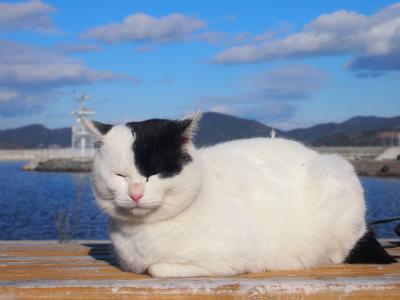 人民より猫民のが多い猫島、宮城県の「田代島」へ行き癒されてきました(=^・^=)