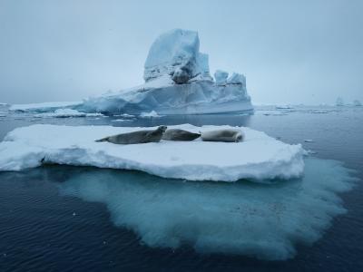 南極海での飛び込み大会にも参加した南極クルージング