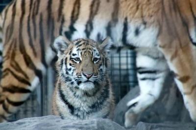 秋色の残る冬の長野の茶臼山動物園（３）レッサーパンダ以外の４大ミッションなんとか達成：ウォンバットのウォレスくん＆アルパカとヤマアラシとアムールトラの赤ちゃんたち他