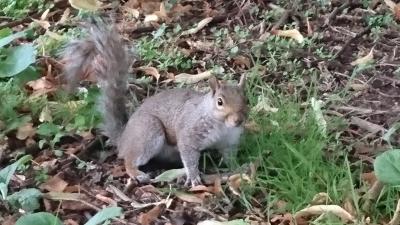 地球の駆け抜け方1～ヨーロッパ超弾丸紀行～day2 ロンドンからハンブルク。極力陸路。最後は空路。