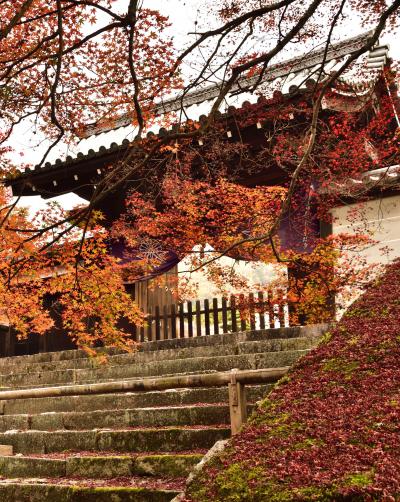 洛北の紅葉はやはりここか！　(^^♪　曼殊院門跡から圓光寺へ散策