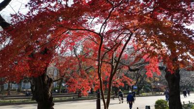 イチョウと紅葉を見上げ、木漏れ日に手をかざしてみました