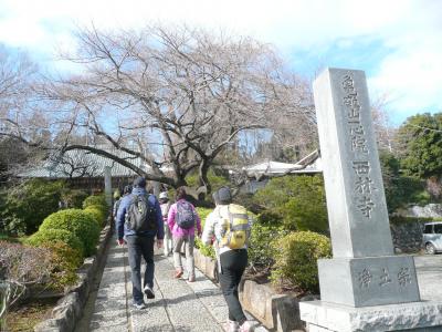 柏尾通り大山街道ウオーキング（１）