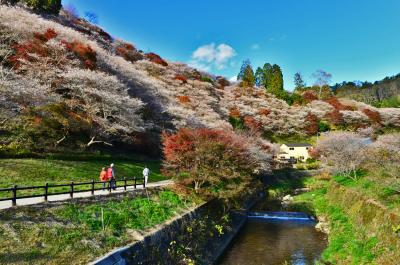 夢見心地で癒される絶景エリア・川見四季桜の里