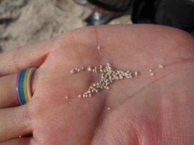 竹富島の観光は「星砂」の採集とユニークな町並みのお散歩。いいところですね。