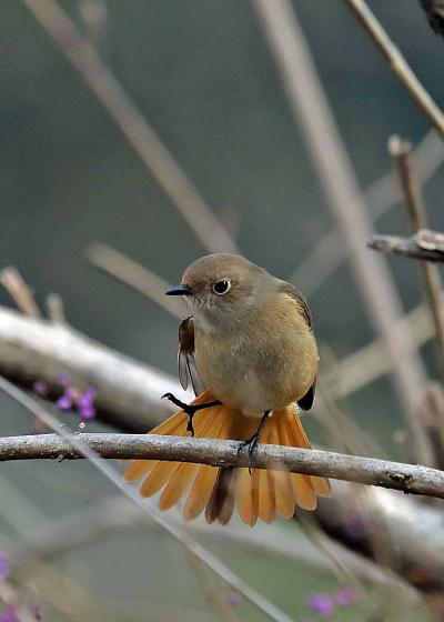 野鳥撮影記録2018年１２月　-　④