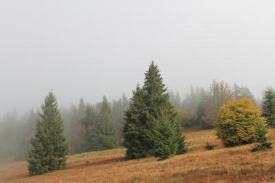 秋の黒い森フェルトベルク（１）