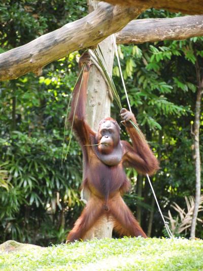 シンガポール旅行♫大人3人でたのしむ旅 ２日目