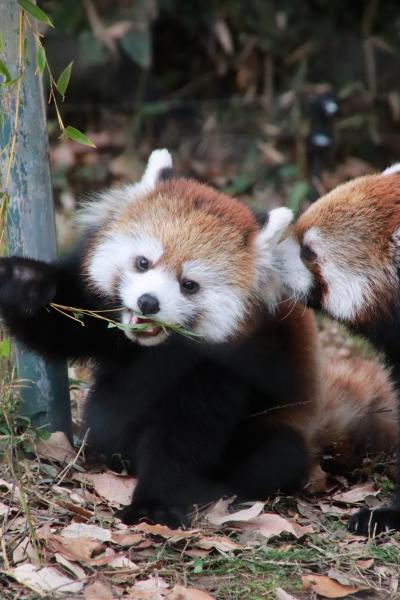 秋景色残る12月の埼玉こども動物自然公園（後編）レッサーパンダのリンちゃんお外デビューで親子３頭同居と一人お部屋で寂しそうだったミヤビちゃん＆いつも楽しいペンギンの食事タイムや乳しぼり体験など～ナツちゃんとラビスくんがいなくなった北園