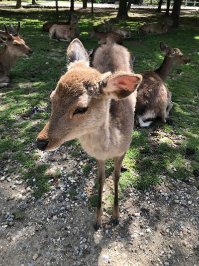 奈良で大仏と子鹿