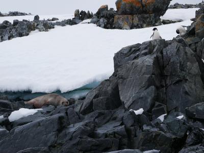 １０日間南極クルーズ＋アルゼンチン旅行＊その６＊Dorian Bay, Torgensen Island