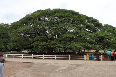 カンチャナブリ②　☆♪♪この木なんの木 気になる木ですから♪