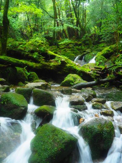 2018暴風低気圧さく裂の屋久島ｗ