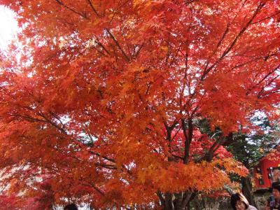 新潟六日町付近の素晴らしい紅葉狩り