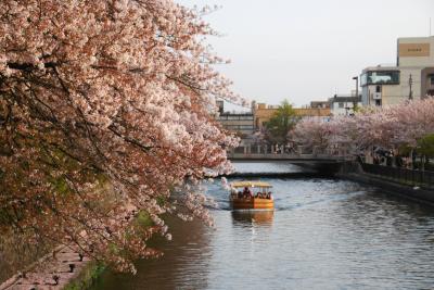 ひとりお花見部2015④　花まつりの翌日も京都でお花見　ー黒谷さん～真如堂～宗忠神社～紅しだれコンサート篇