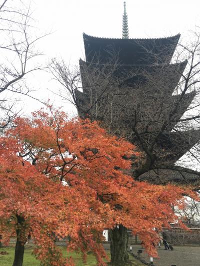 紅葉間に合った！雨の京都