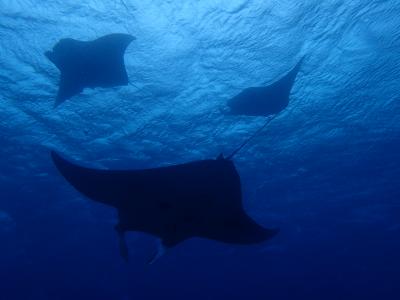 年末の石垣ダイビング2018