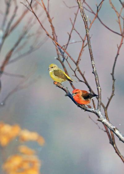 野鳥撮影記録2018年  総括