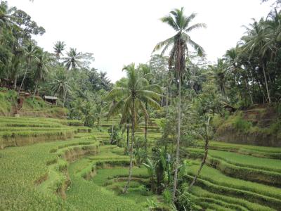 インドネシア　バリ島2018･･･（5）ウブド郊外トレッキング　3本目はトゥンバカサ村からテガラランの棚田へ　民家で美しい野鶏も