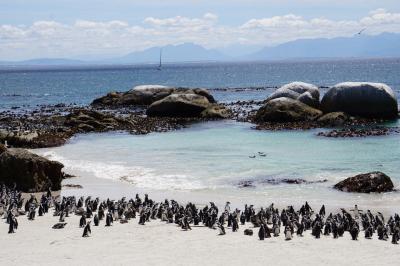 アフリカンペンギン- 南極に最も近い大陸から