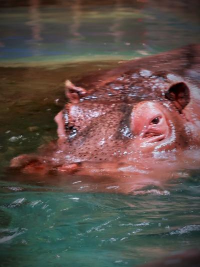 あさひやま動物記（2） カバのカップルと夢みるゾウの群れ | 本