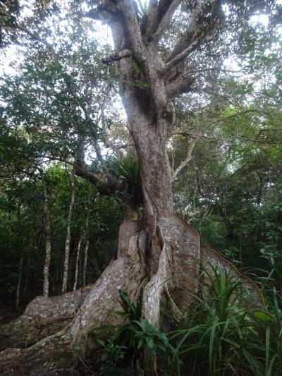 2018年(平成30年)12月八重山列島4日間(1)西表島(大原 仲間川ｸﾙｰｽﾞ)･由布島(水牛車 散策(花･蝶))･竹富島(ｶｲｼﾞ浜･散策)
