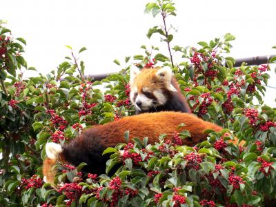 新春レッサーパンダ紀行【１】九十九島動植物園森きらら＆長崎バイオパーク　2019年のレッサーパンダ紀行は愛らしい仔みかん君でスタート＠森きらら　会えなかったアイアイちゃん・・・でも、健康で元気だそうです！！＠長崎バイオ