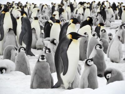 (8)2018秋　南極　未知なる島スノーヒルへ　リアルペンギン村　パ～トⅡの巻