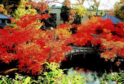 The 紅葉！総集編