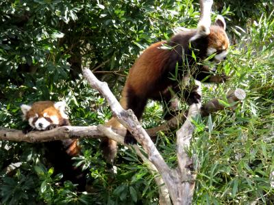 新春レッサーパンダ紀行【２】大牟田市動物園　レイ君・・・君はレッサーファンの夢の結晶！！ レン君の跡取り息子は昨年生まれで一番の甘えたさん！！