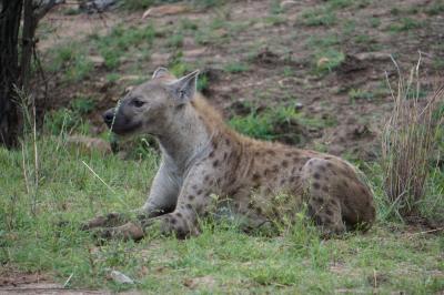 クルーガー国立公園　繁忙期は要予約ですね