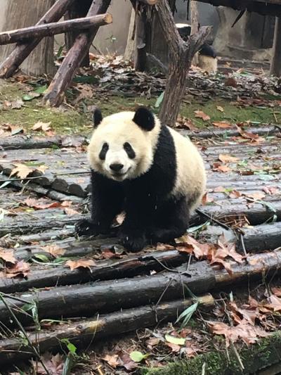 2018はじめての中国成都パンダに会いたい弾丸ツアー③