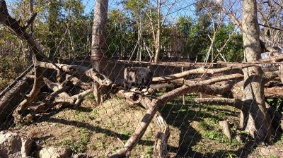 年始のときわ動物園でさる三昧