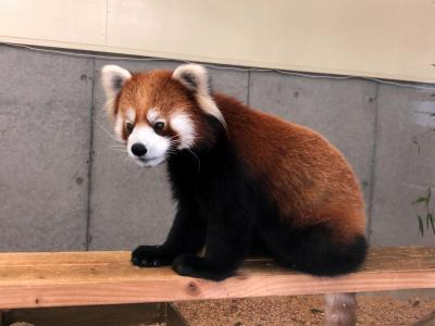 新春レッサーパンダ紀行【４】到津の森公園　到津の坊ちゃんにお嫁さん来園！！ 大島から来たあしたばちゃんと笑笑君の同居スタートです！！ 