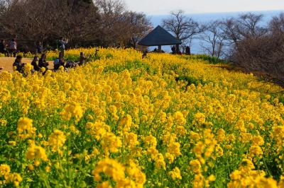 春の足音　菜の花満開吾妻山公園