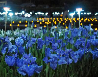 多賀城跡あやめまつり　ライトアップイベント★☆水玉模様の光とアヤメ☆★