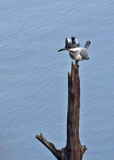 201９年１月野鳥撮影記録　Ⅲ