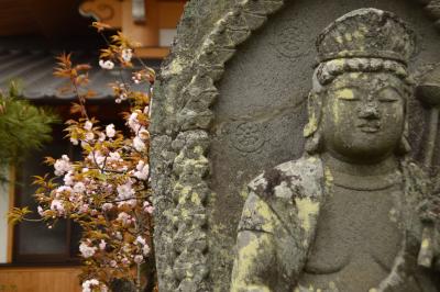 ひとりお花見部 2016③　鷹峯～五智山蓮花寺～本願寺門前町