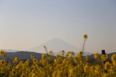 菜の花