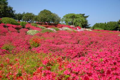 ひとりお花見部　伊東の小室山公園でつつじのお花見　サンハトヤに泊まりたくて行った旅