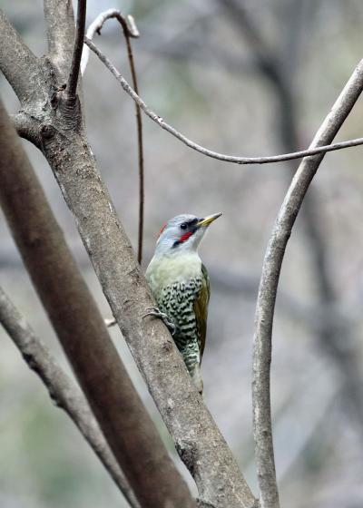 201９年１月野鳥撮影記録　Ⅳ