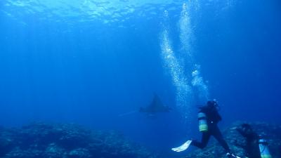 石垣１泊２日、インターコンチ泊ダイビングツアー、最後にマンタ現る