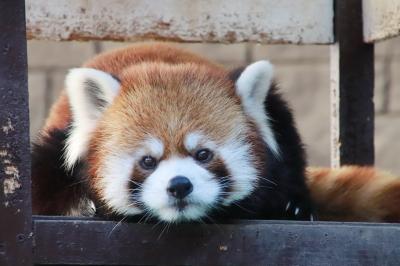 新春2019・静岡レッサーパンダ遠征（３）浜松市動物園（午後編）まったりホッキョクグマのモモちゃんとバフィンママから展示交代で屋外に出たレッサーパンダのチイタくんと屋内でのキララちゃんの夕食まで