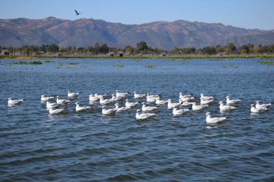 アジア遺跡一人旅(澄み切った水 インレー湖)