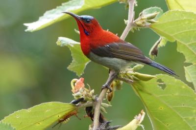 南の国の探鳥記