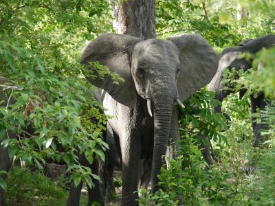 女一人旅　再びアフリカサファリ、タンザニアのセルースへ。