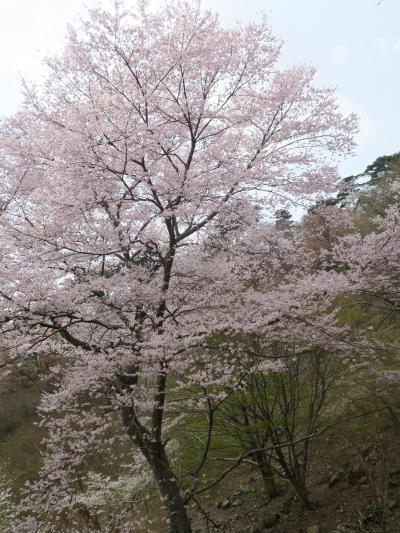 江戸彼岸桜を見に妙見山へ